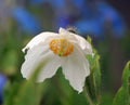 Stunning poppy like white flowers