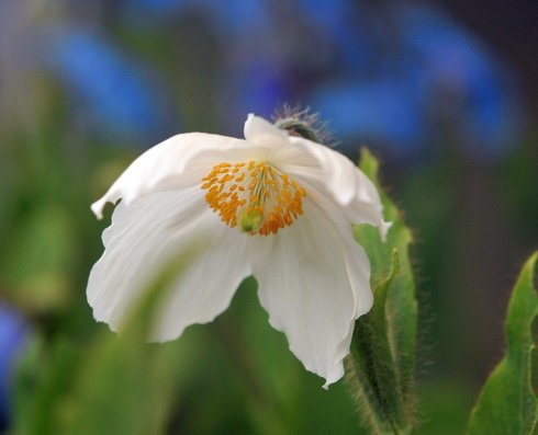 Stunning poppy like white flowers