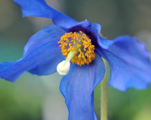 narrow petalled rich blue poppies