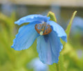 Good sized blue poppy like flowers