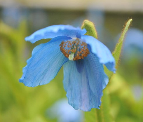 Good sized blue poppy like flowers