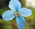 Pale blue poppies on rigid stems
