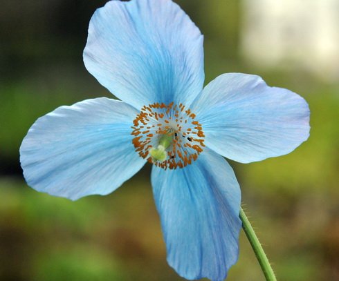 Pale blue poppies on rigid stems