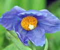 A good deep blue flowers with yellow anthers.