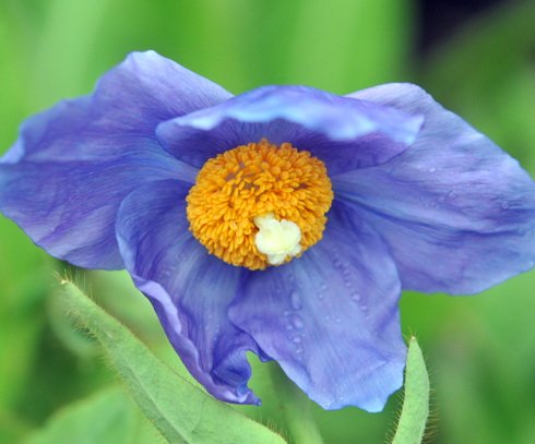 A good deep blue flowers with yellow anthers.