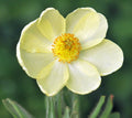 Nice pale yellow poppy like flowers