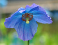 Blue poppy like flowers with a purple hint