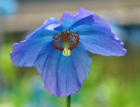 Blue poppy like flowers with a purple hint