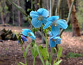 Excellent blue poppy like flowers with yellow stamens