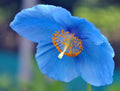 Nice sky blue flowers with yellow anthers