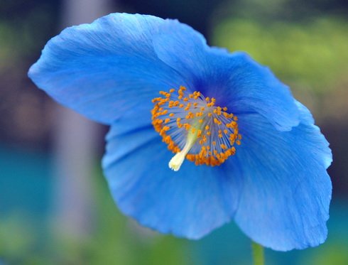 Nice sky blue flowers with yellow anthers