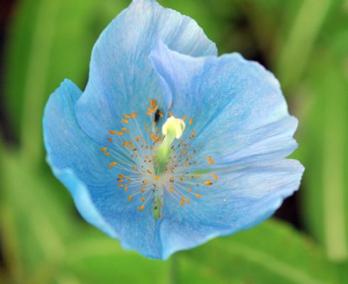 Lovely pale blue poppy like flowers.