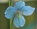 Big blue poppy-like flowers