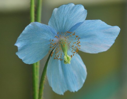 Big blue poppy-like flowers