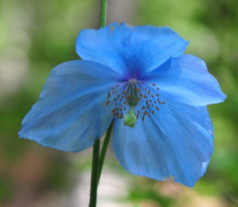 Pale blue poppy like flowers