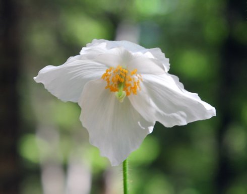 Clean white poppy like flowers with yellow stamens
