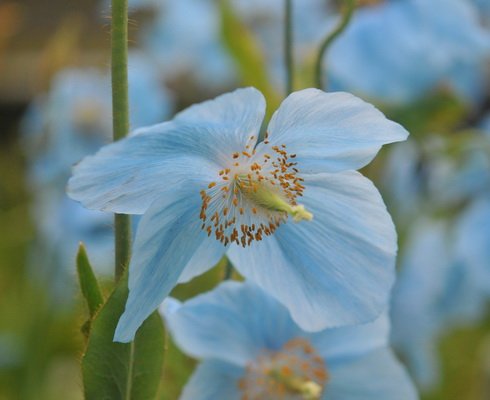 Medium shaded blue poppy like flowers on rigid stems.