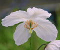 Fabulous white poppy like flowers with a hint of blue.