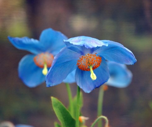 Really big blue poppy like flowers