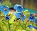 Deepest blue perfectly formed poppy like flowers