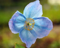 Rich blue poppy like  flowers.