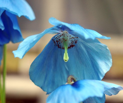 One of the best with blue poppy like flowers