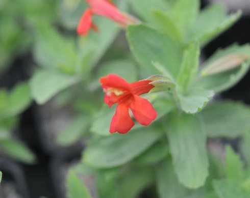 Orange-red tubular flowers over greyish green foliage.