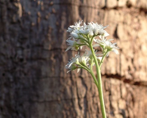 Glistening white flowers on sturdy stems.