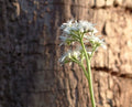 Glistening white flowers on sturdy stems.