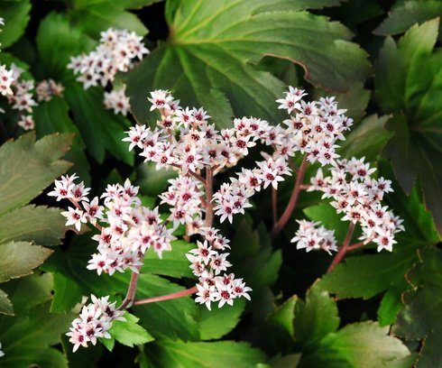 White flowers with reddish calyxes