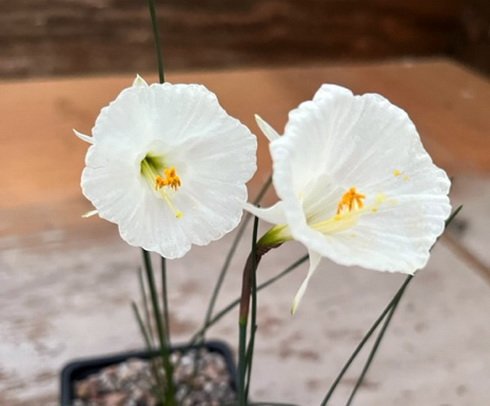 Nice creamy white trumpet shaped flowers