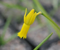 Narrow yellow tubular flowers with reflexing petals