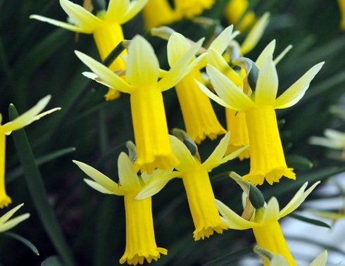 Bright golden yellow trumpets