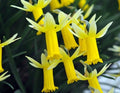 Bright golden yellow trumpets