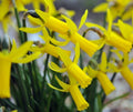 Bright golden yellow trumpets