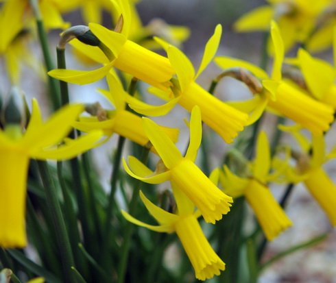 Bright golden yellow trumpets
