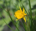 Golden yellow trumpets in early spring.