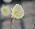 Creamy white hoop petticoat flowers
