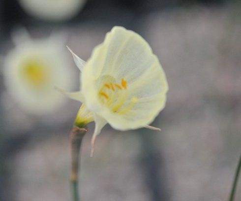 Creamy white hoop petticoat flowers