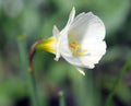 Clean white trumpet like flowers