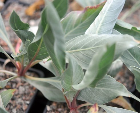 Bright silvery lanceolate foliage.