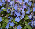 Masses of mid blue flowers in early summer.