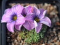 Oxalis Brenda Anderson