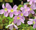 Nice mid pink flowers over fresh green foliage