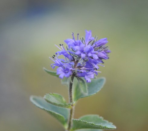 rich blue pom pom like flowers in mid summer.