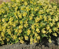 Bright yellow tubular flowers in terminal bunches.