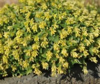 Rich yellow flowers in clusters