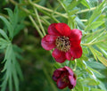 Rich red flowers on a sturdy plant.