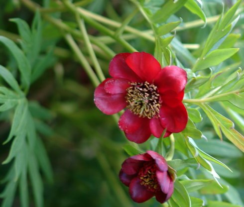 Rich red flowers on a sturdy plant.