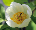 Creamy white flowers and typical Paonia foliage.